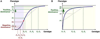 Heterosis Is a Systemic Property Emerging From Non-linear Genotype-Phenotype Relationships: Evidence From in Vitro Genetics and Computer Simulations